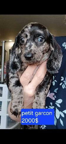 chiot teckel - Photo 2