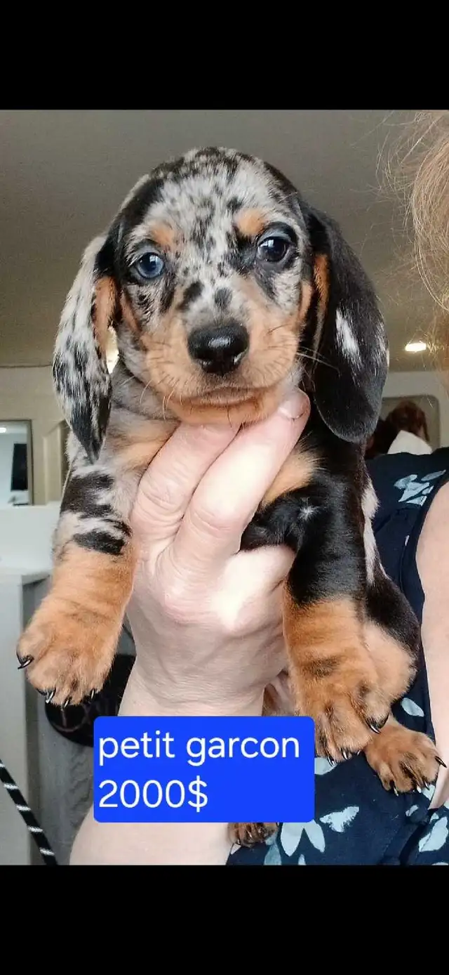 chiot teckel - Photo 3