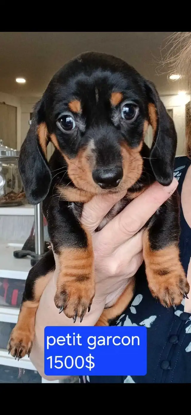 chiot teckel - Photo 4