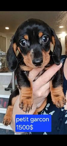 chiot teckel - Photo 4