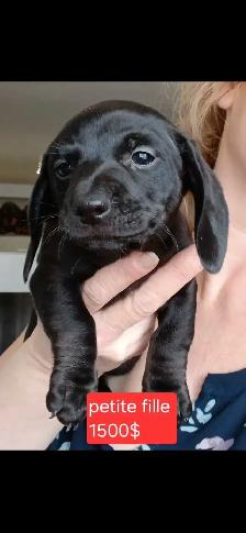 chiot teckel - Photo 5