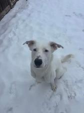 Ricky - German Shepherd Mix Wants to Meet You!