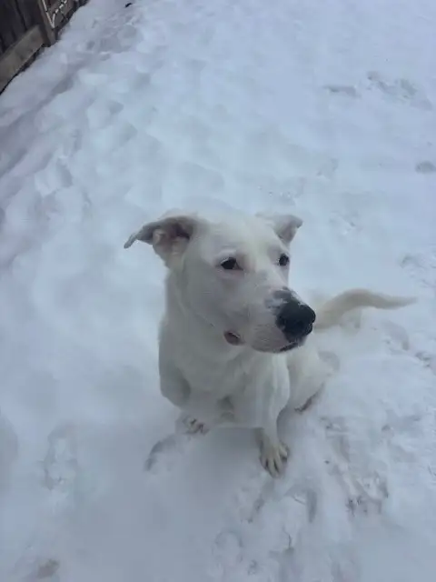 Ricky - German Shepherd Mix Wants to Meet You! - Photo 2