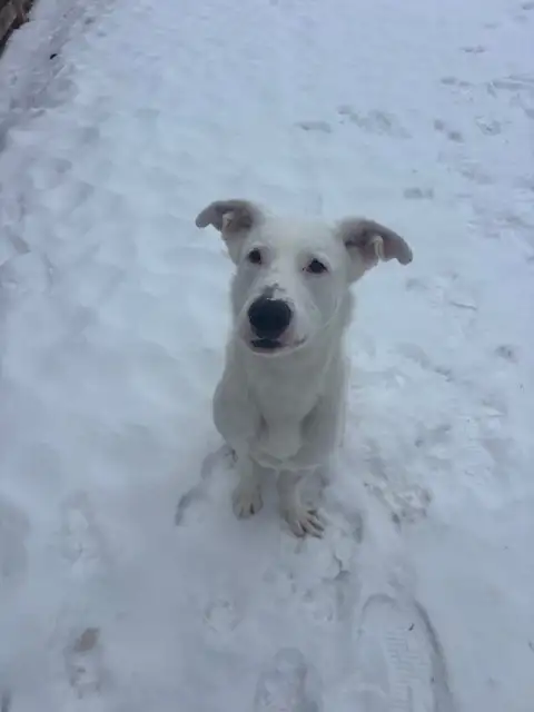 Ricky - German Shepherd Mix Wants to Meet You! - Photo 3