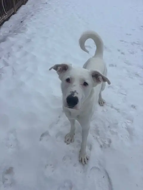 Ricky - German Shepherd Mix Wants to Meet You! - Photo 4