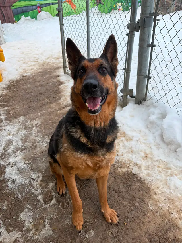 Layla - Intelligent German Shepherd Available for Adoption