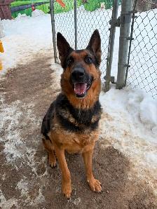 Layla - Intelligent German Shepherd Available for Adoption