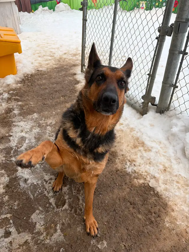 Layla - Intelligent German Shepherd Available for Adoption - Photo 3