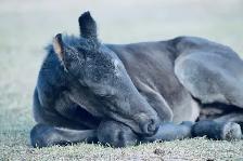 Blue Roan Stud Colt Quarter Horse Yearling