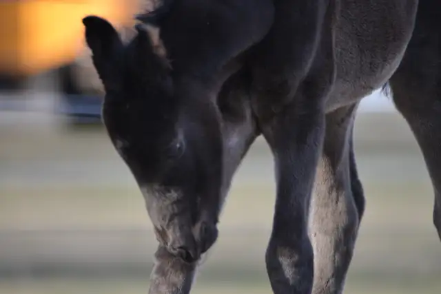 Blue Roan Stud Colt Quarter Horse Yearling - Photo 2
