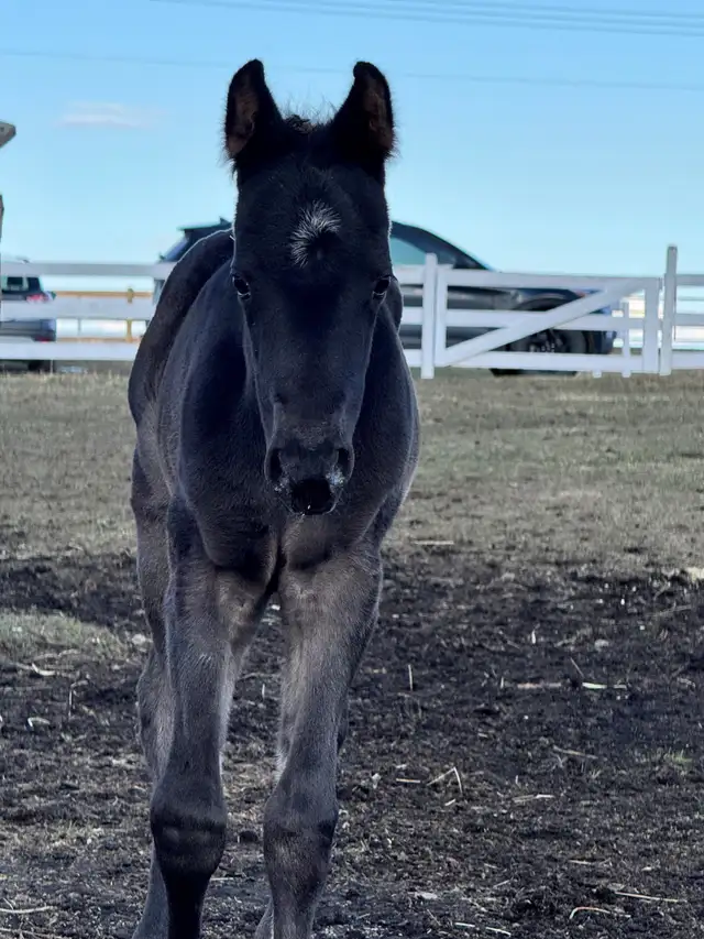 Blue Roan Stud Colt Quarter Horse Yearling - Photo 3
