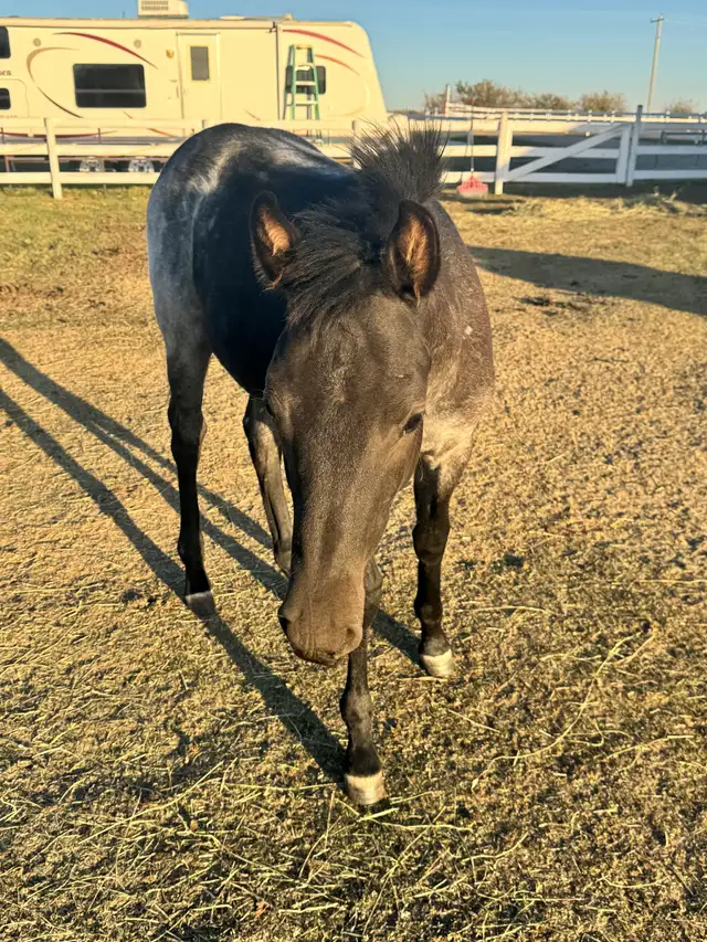 Blue Roan Stud Colt Quarter Horse Yearling - Photo 4