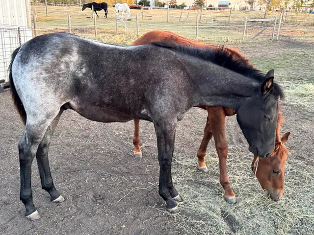 Blue Roan Stud Colt Quarter Horse Yearling - Photo 5