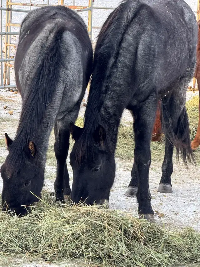 Blue Roan Stud Colt Quarter Horse Yearling - Photo 6