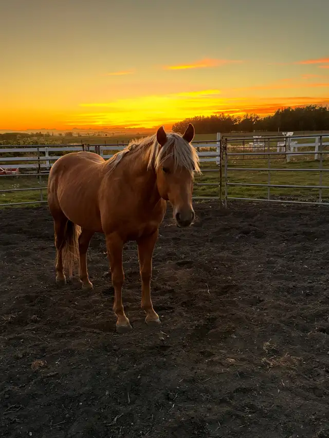 Blue Roan Stud Colt Quarter Horse Yearling - Photo 7