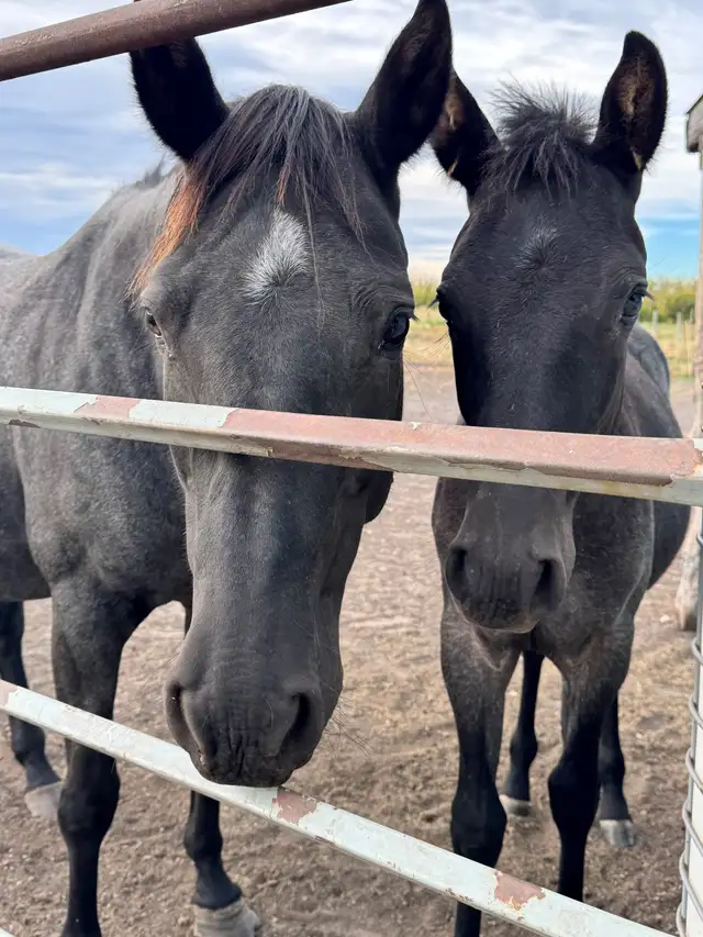 Blue Roan Stud Colt Quarter Horse Yearling - Photo 8