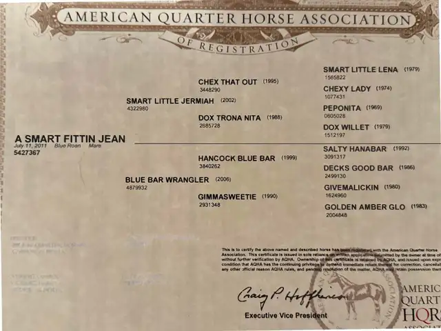 Blue Roan Stud Colt Quarter Horse Yearling - Photo 9