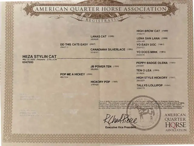 Blue Roan Stud Colt Quarter Horse Yearling - Photo 10