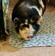 Kunekune piglet male
