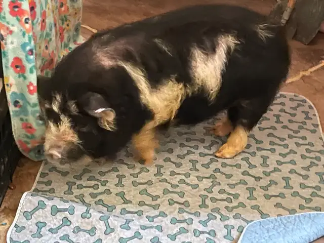 Kunekune piglet male - Photo 2