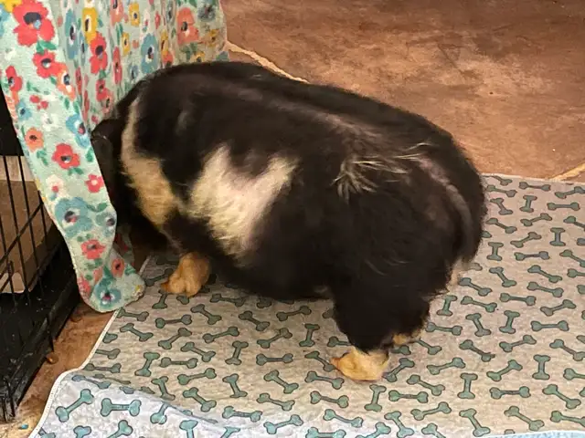 Kunekune piglet male - Photo 3