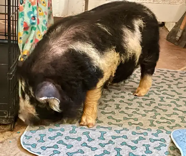 Kunekune piglet male - Photo 4