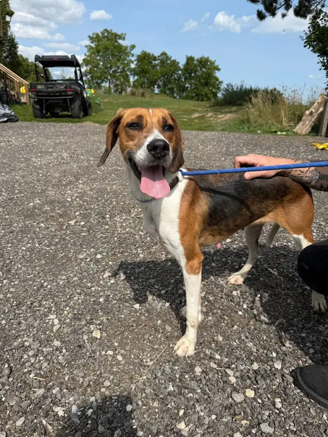 Little Anne - Friendly Walker Hound Needs a Home!