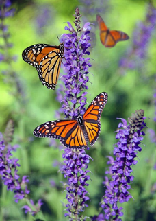 Gardening, Painting, Esmerelda Gardens