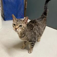 Mia - Friendly Kitty Available for Adoption