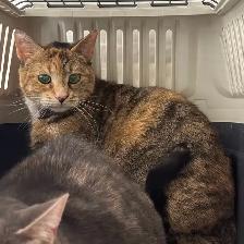 Luna & Leah - Best Friends Available for Adoption