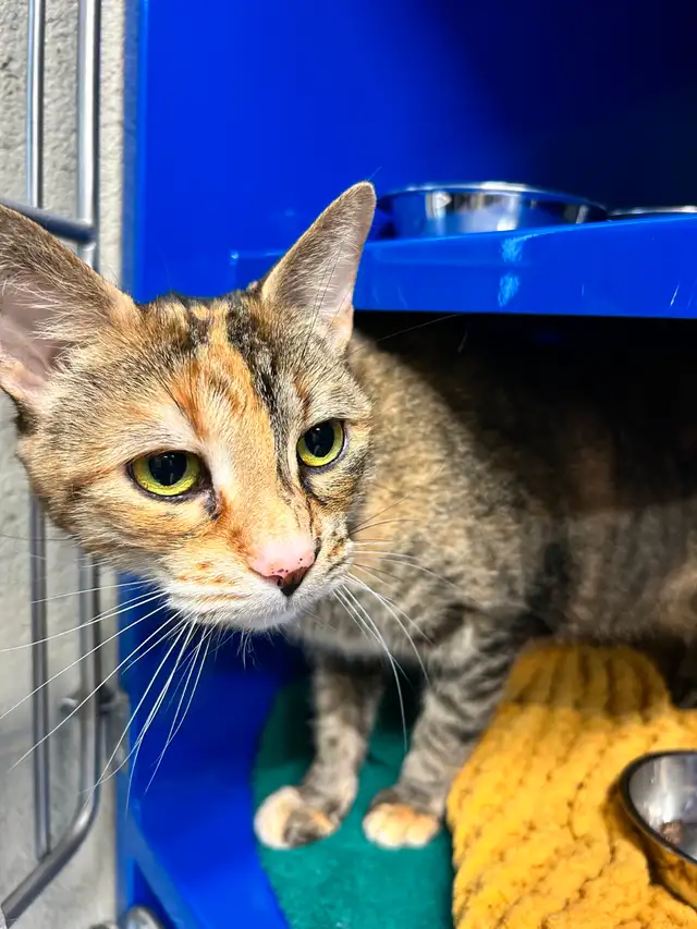 Luna & Leah - Best Friends Available for Adoption - Photo 2