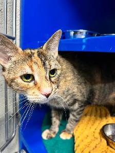 Luna & Leah - Best Friends Available for Adoption - Photo 2