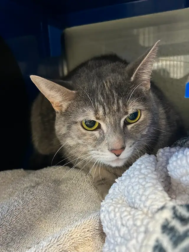 Luna & Leah - Best Friends Available for Adoption - Photo 3