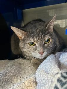 Luna & Leah - Best Friends Available for Adoption - Photo 3