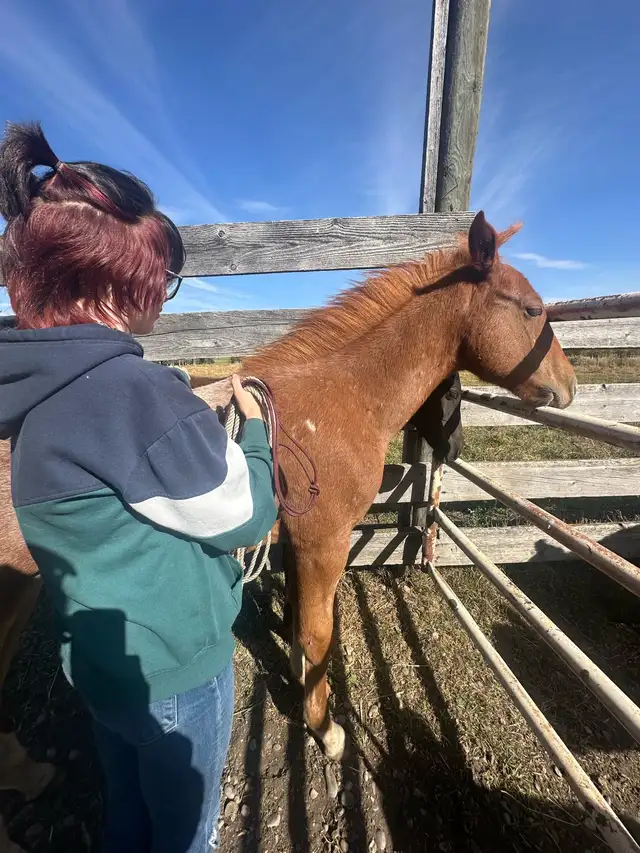 red roan stud colt - Photo 2