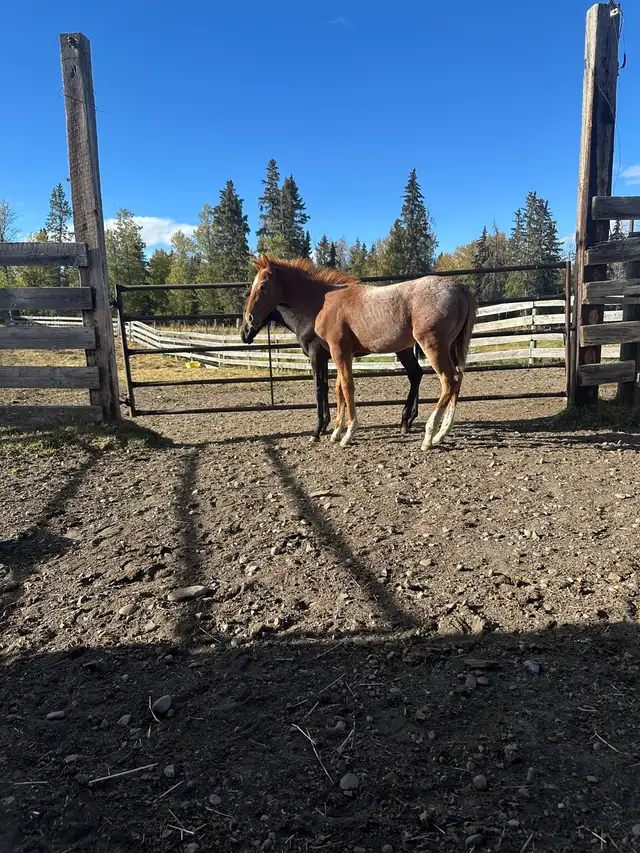 red roan stud colt - Photo 3