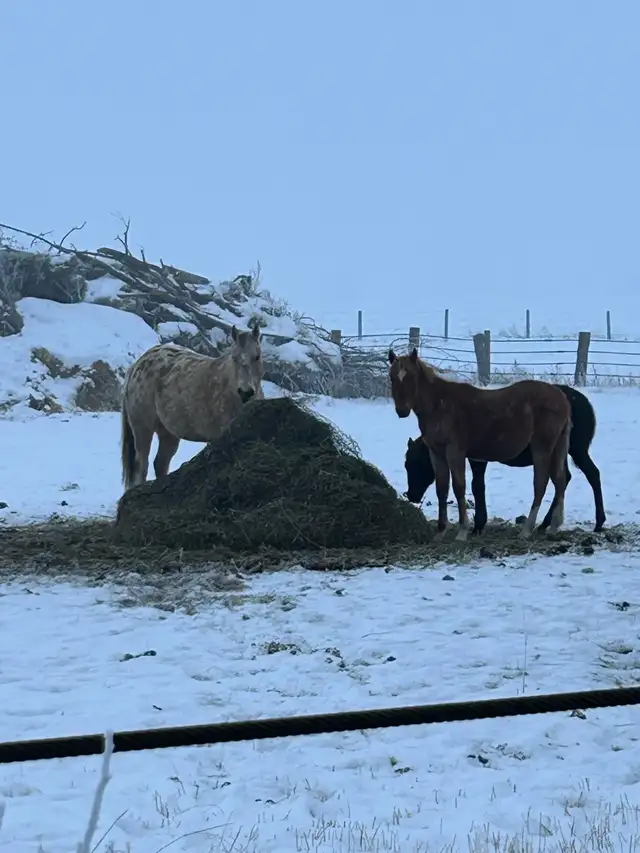 red roan stud colt - Photo 5