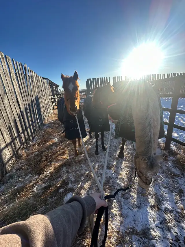 red roan stud colt - Photo 7