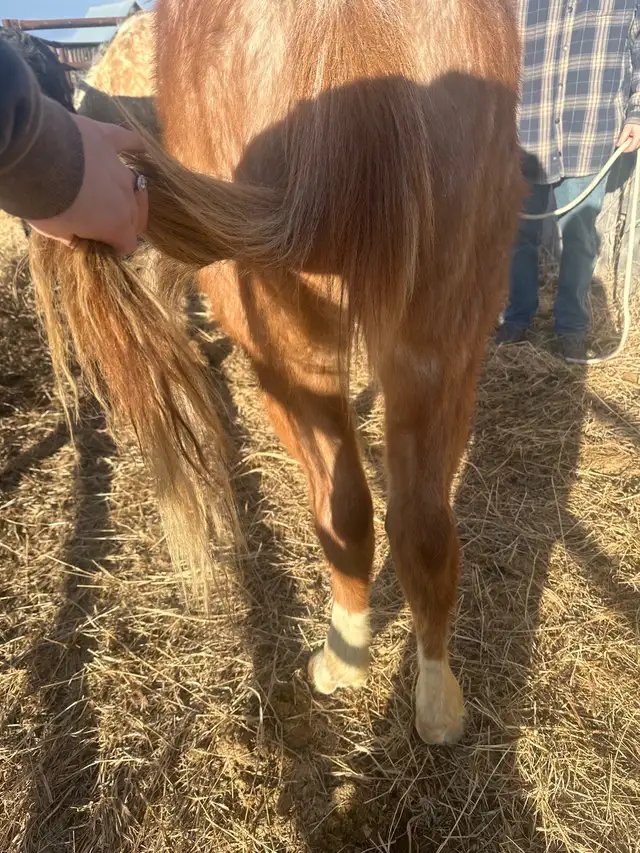 red roan stud colt - Photo 9