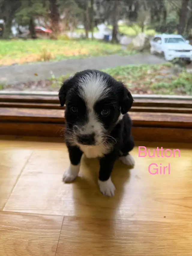 Golden retriever Australian Shepherd puppies