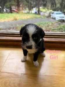 Golden retriever Australian Shepherd puppies