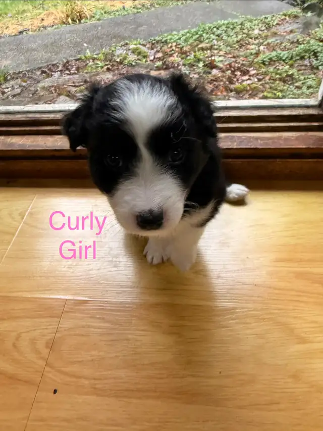 Golden retriever Australian Shepherd puppies - Photo 2