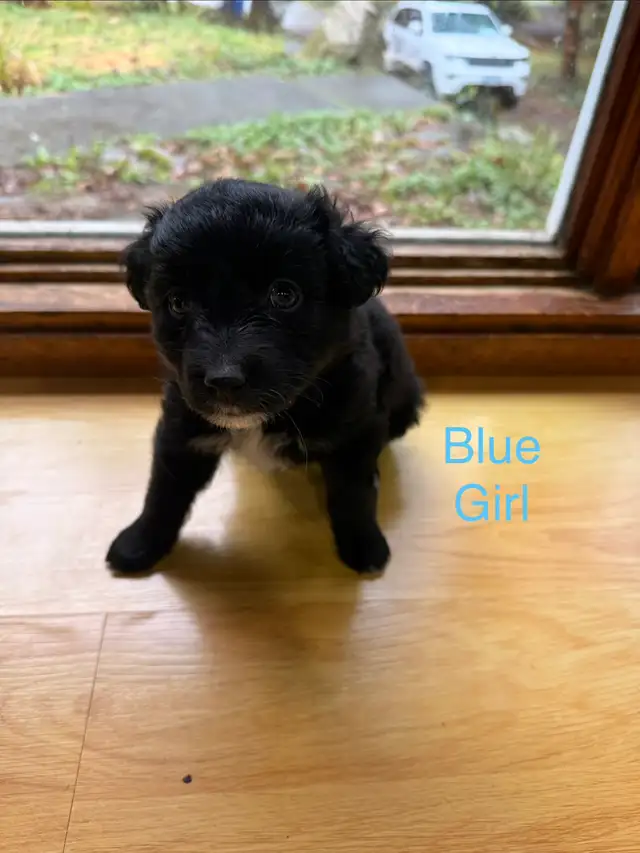 Golden retriever Australian Shepherd puppies - Photo 3