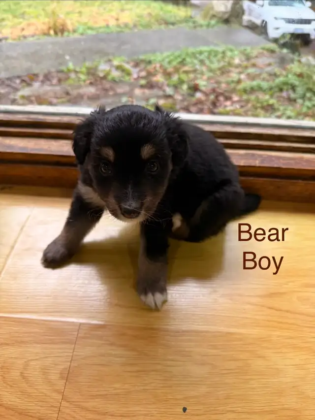 Golden retriever Australian Shepherd puppies - Photo 4