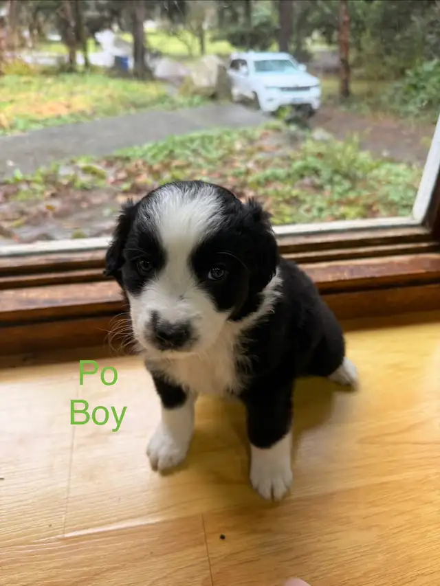 Golden retriever Australian Shepherd puppies - Photo 5