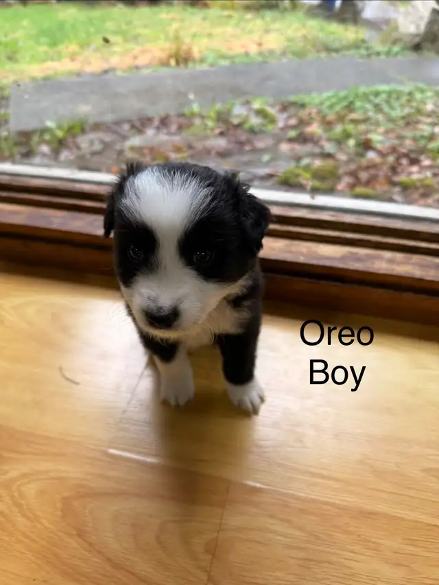 Golden retriever Australian Shepherd puppies - Photo 6