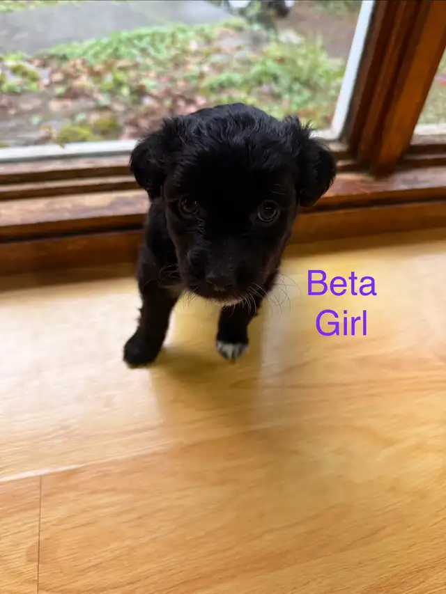 Golden retriever Australian Shepherd puppies - Photo 7