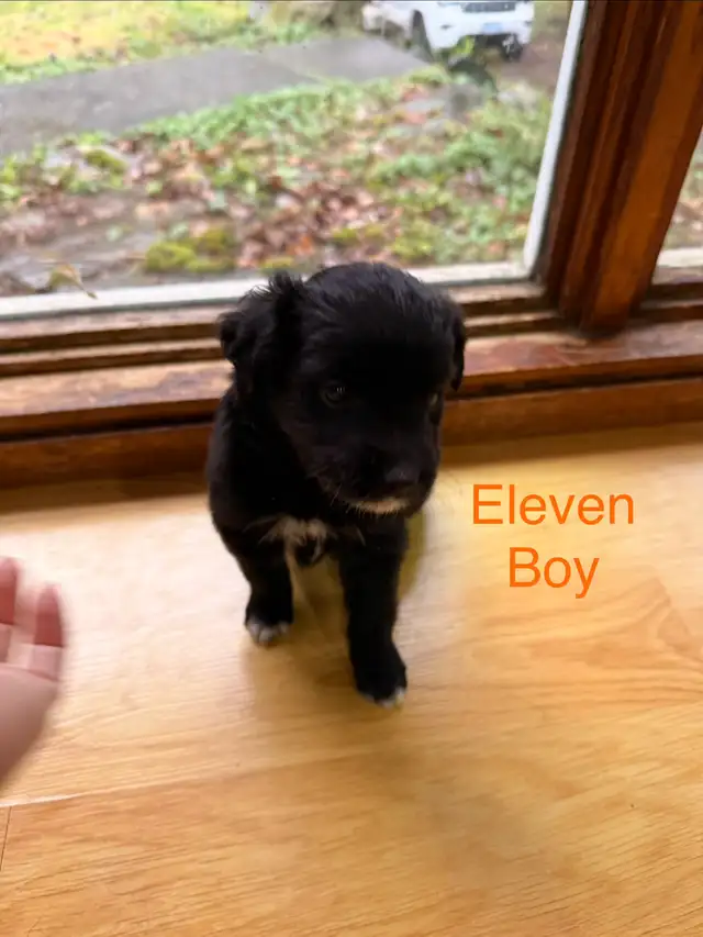 Golden retriever Australian Shepherd puppies - Photo 8