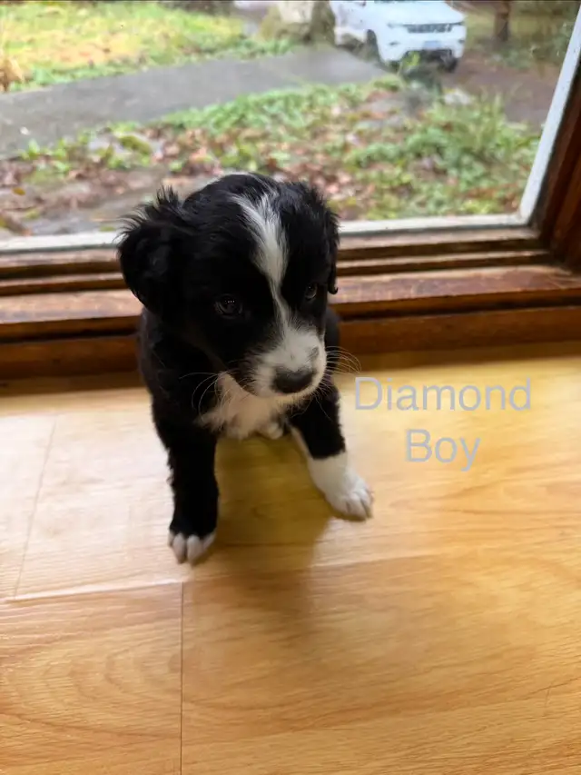 Golden retriever Australian Shepherd puppies - Photo 9