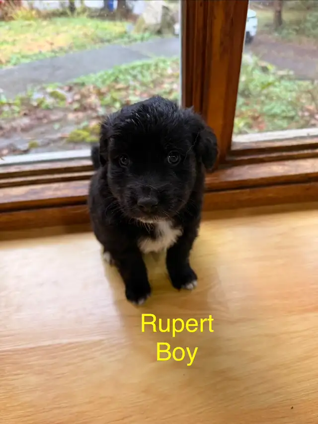 Golden retriever Australian Shepherd puppies - Photo 10